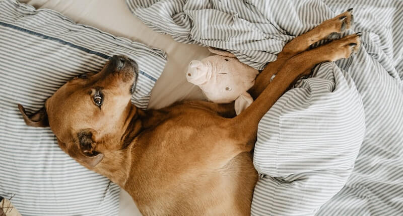 Hund das Bett abgewöhnen