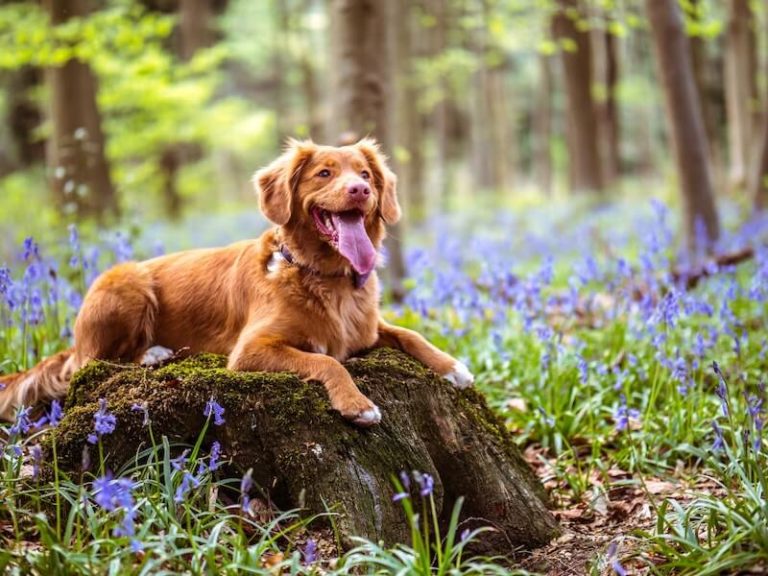 Hundevergiftung Ratgeber So können Sie helfen