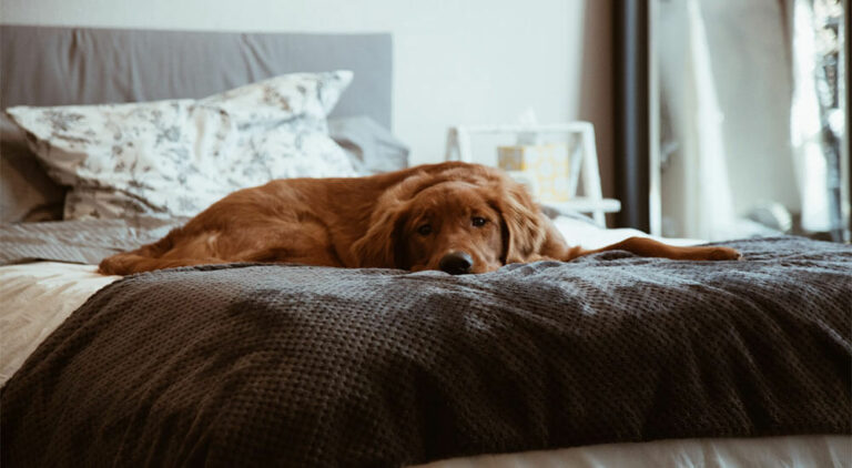 Hunde im Bett Ratgeber Tipps