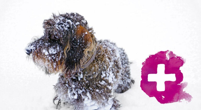 Hundegesundheit im Winter Ratgeber