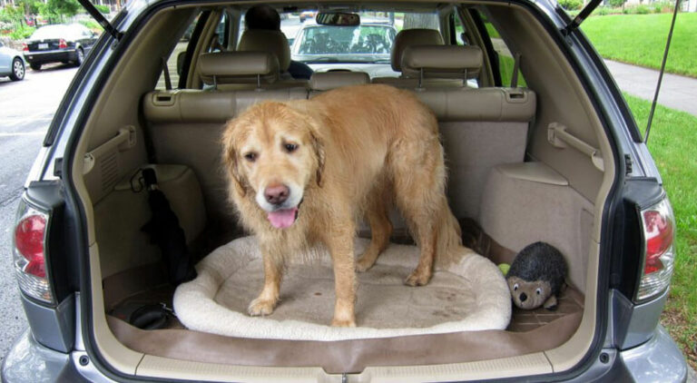 Hundekissen fürs Auto Test und Ratgeber