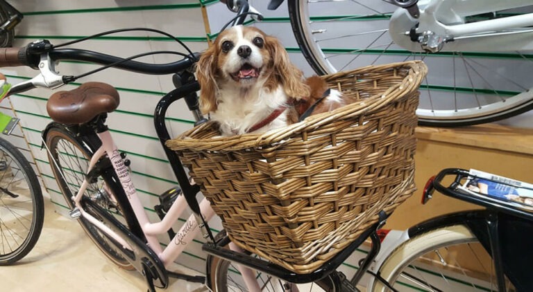 Hundekorb Fahrrad Test und Ratgeber