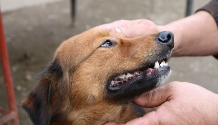 Hundepfeife gegen Bellen Test und Ratgeber