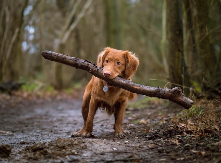 Allergien beim Hund Ratgeber, Tipps und Abhilfe