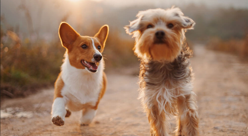 Hundenamen von AZ Die schönsten Namen für Hunde
