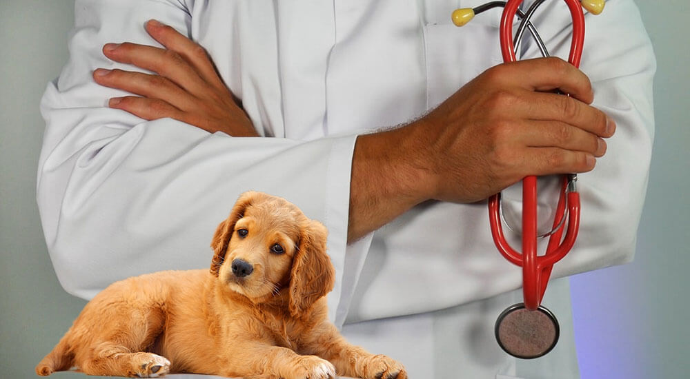 Tierarztangst beim Hund Ratgeber