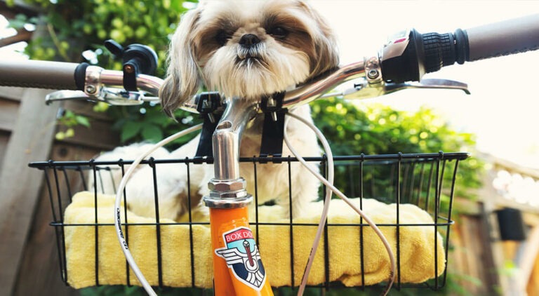 Fahrradfahren mit Hund Ratgeber und Tipps