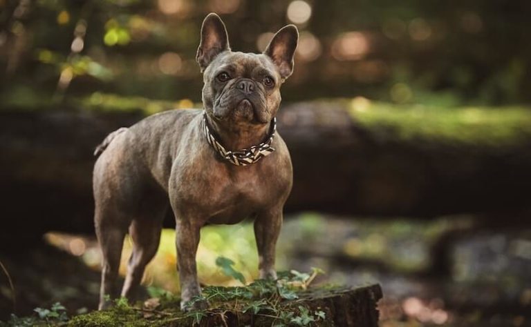 Hundekrallen schneiden Tipps &amp; Werkzeuge im Vergleich