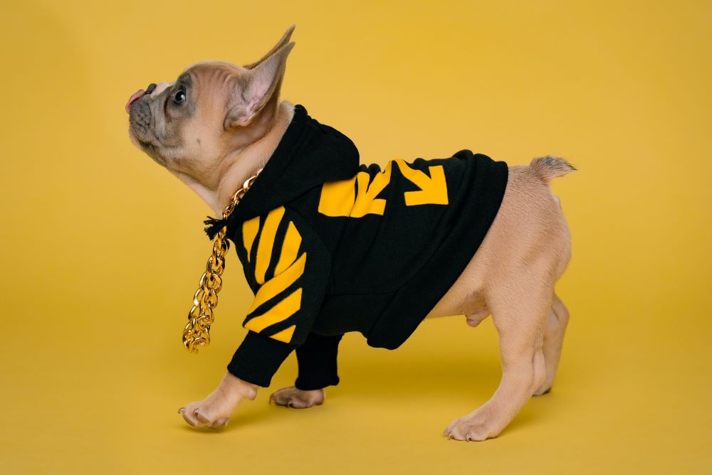 Hundebekleidung Französische Bulldogge