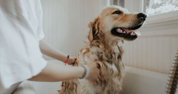 Wellness für Hunde Ratgeber