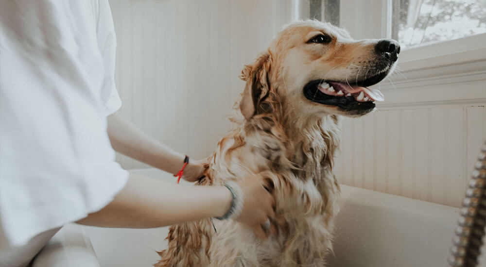 Wellness für Hunde Ratgeber