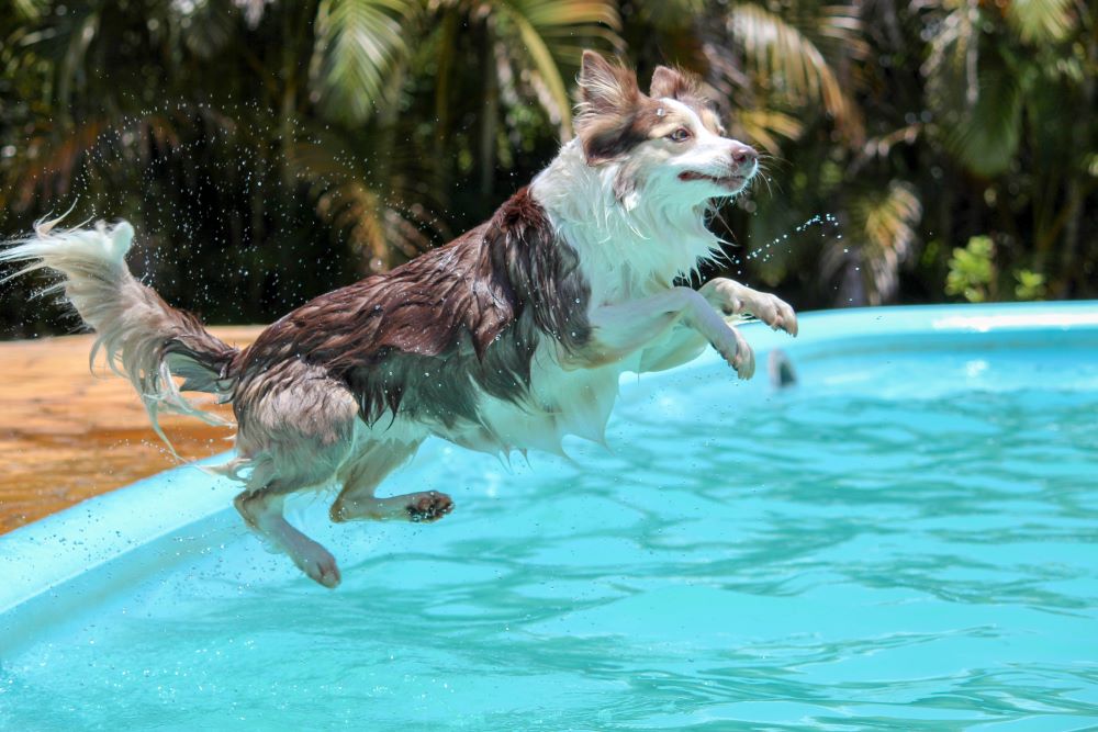 Hundepool zum schwimmen