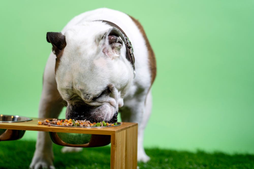 Trockenfutter Hund Test &amp; Ratgeber Die besten im Vergleich