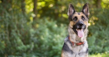 Wachhund -Schutzhund Ratgeber