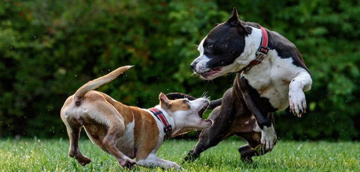 Aggressiver Hund: Ursachen erkennen, Verhalten & verstehen