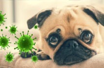 Hund und Coronavirus Ratgeber