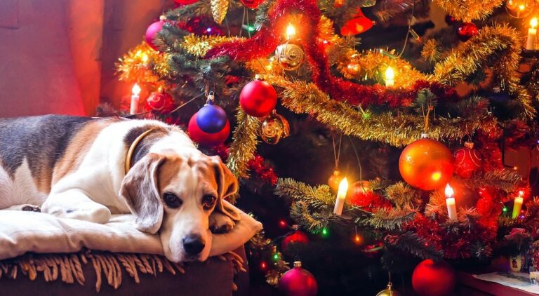 Weihnachtsgeschenke für Hundeliebhaber und Hunde