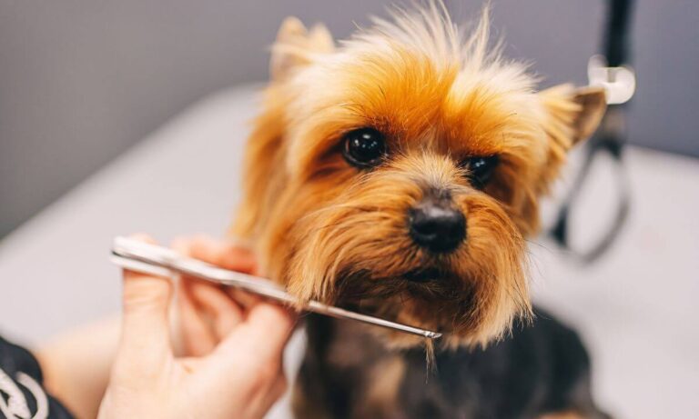 Hund Haare selber schneiden Ratgeber